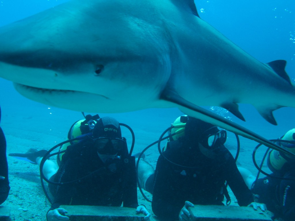 Clique e veja as fotos. Acredito que esta foi a aventura que mais tive medo entre todas, a de mergulhar com tubarões em pleno oceâno. Se algo desse errado, como descobrir nosso paradeiro depois?